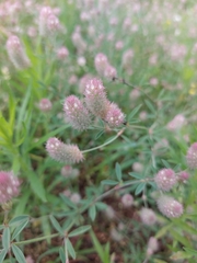Trifolium arvense