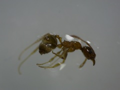 Formicidae