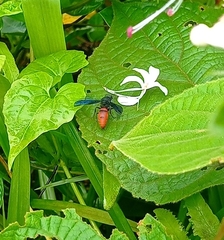 Anterhynchium abdominale