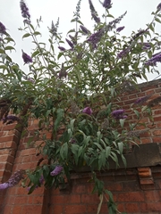Buddleja davidii