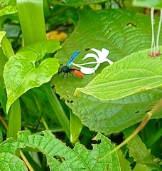 Anterhynchium abdominale