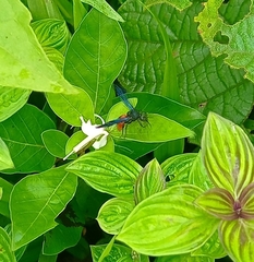 Anterhynchium abdominale