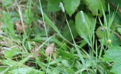 Phleum bertolonii