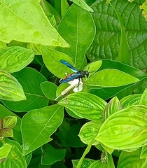 Anterhynchium abdominale