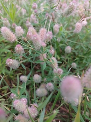 Trifolium arvense