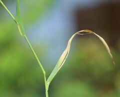Phleum bertolonii