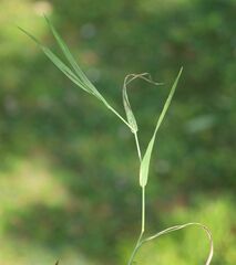 Phleum bertolonii