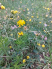 Medicago falcata