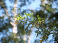 Acacia parvipinnula