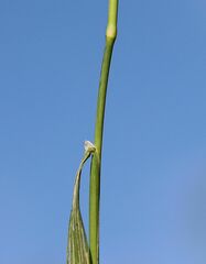 Phleum bertolonii