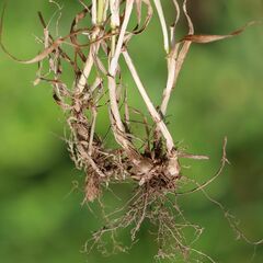 Phleum bertolonii