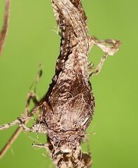 Phleum bertolonii