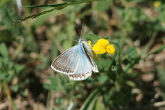 Polyommatus hispana