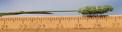 Phleum bertolonii