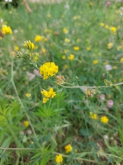 Medicago falcata