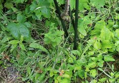 Phleum bertolonii