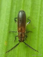 Tenerus