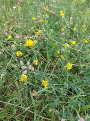 Medicago falcata