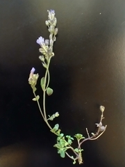 Chaenorhinum origanifolium