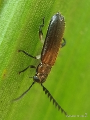Tenerus