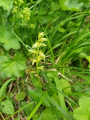 Dactylorhiza viridis