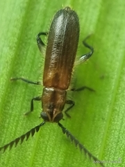 Tenerus