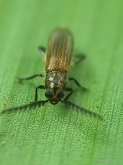 Tenerus