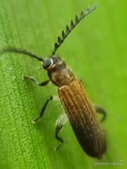 Tenerus