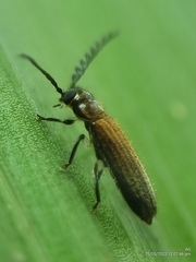 Tenerus