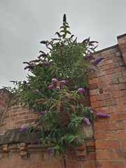 Buddleja davidii