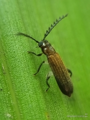 Tenerus