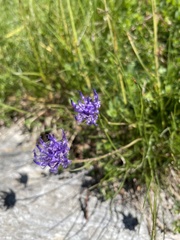 Phyteuma hemisphaericum