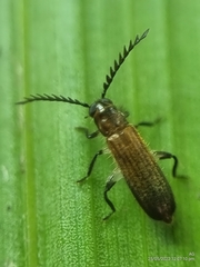 Tenerus
