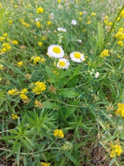 Erigeron strigosus
