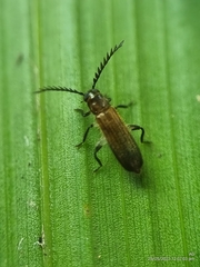 Tenerus