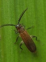 Tenerus
