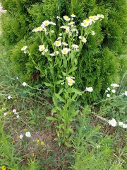 Erigeron strigosus