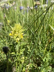 Rhinanthus glacialis