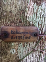 Glochidion philippicum