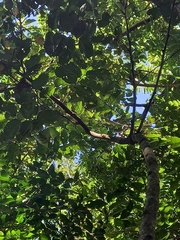 Glochidion philippicum