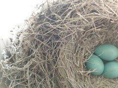 Turdus migratorius image