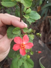 Hibiscus aponeurus