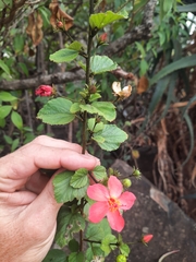 Hibiscus aponeurus