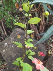 Hibiscus aponeurus