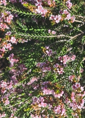 Thryptomene