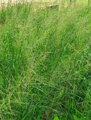 Eragrostis trichodes