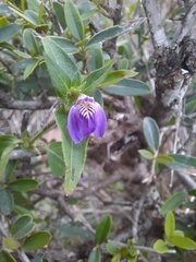 Justicia diclipteroides