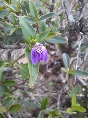 Justicia diclipteroides