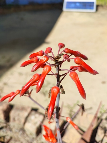 Aloe chabaudii image