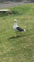 Larus fuscus
